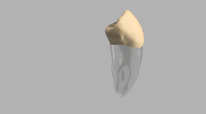 Model zęba BIOMED3D #28